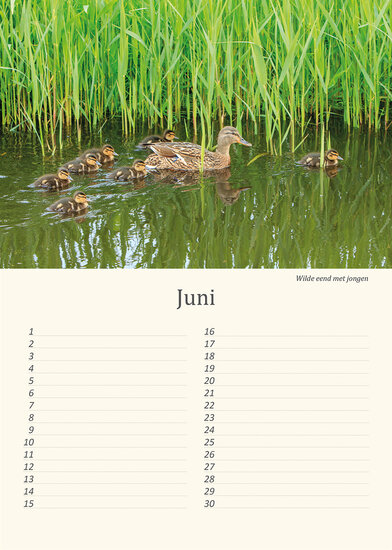 Verjaardagskalender vogels