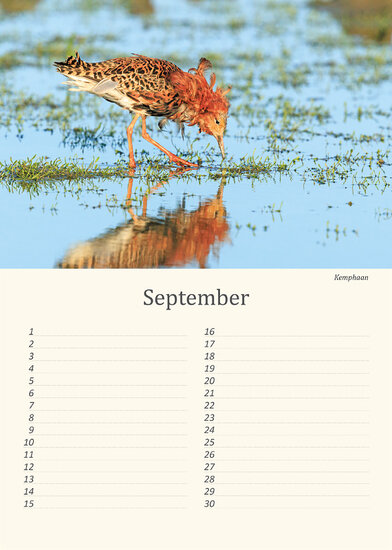 Verjaardagskalender vogels