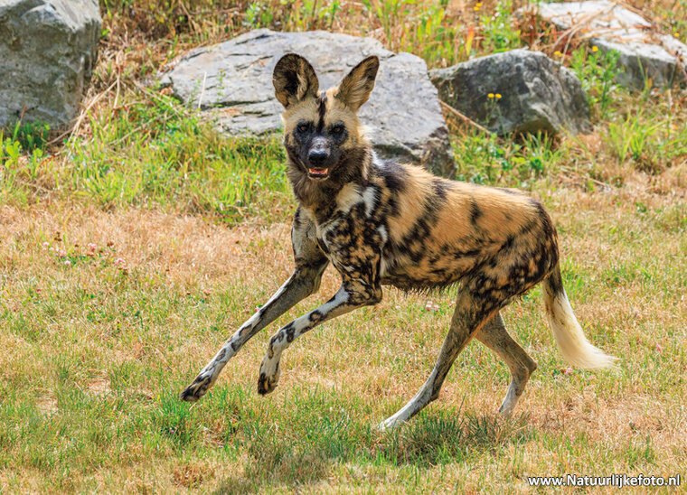 ansichtkaart wilde hond