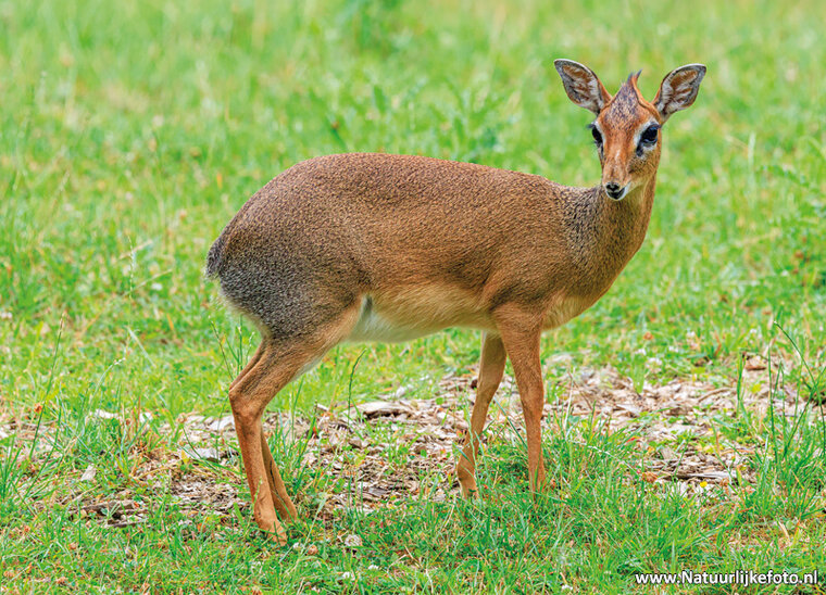 ansichtkaart kirks dikdik