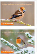 luxe kerstkaarten vogels - appelvink en roodborstje - gevouwen kaarten met envelop (set nr. 126)