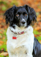 ansichtkaarten honden - honden kaarten