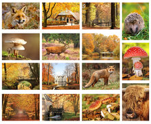 ansichtkaarten herfst - set met 15 herfst kaarten (nr. 20)