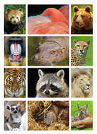 Kaarten set dierentuin dieren  - set met 12 dierenkaarten (nr. 23)