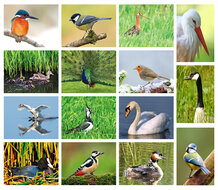 ansichtkaarten vogels - set van 15 vogelkaarten (nr. 24)