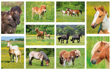 ansichtkaarten set paarden - 10 kaarten met paardenmotief (nr. 125)