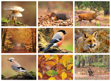 Natuur ansichtkaarten set - ideaal voor Postcrossing - set met 9 natuur kaarten (nr. 124)