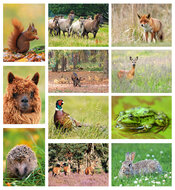 ansichtkaarten set dieren in Nederland - set met 11 dierenkaarten (nr.116)