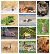 ansichtkaarten set dieren in Nederland - set met 11 kaarten (nr.115)