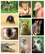 ansichtkaarten set dierentuin dieren - set met 10 dierenkaarten (nr.101)