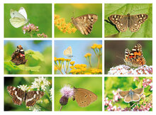 Vlinder ansichtkaarten - set met 9 kaarten (nr. 97)