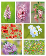 Bloemen kaarten - set met 7 bloemenkaarten (nr. 83)