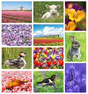Lente kaarten - set met 11 kaarten (nr. 82)