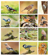 ansichtkaarten vogels - set van 12 vogelkaarten (nr. 80)