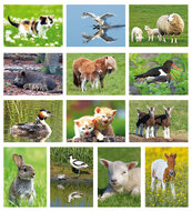 dieren ansichtkaarten - set met 13 dierenkaarten (nr. 75)
