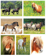 Paarden ansichtkaarten - set met 7 paardenkaarten (nr. 55)