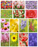 bloemen ansichtkaarten - set met 14 bloemenkaarten (nr. 44)