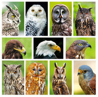 Roofvogel ansichtkaarten - set met 11 roofvogel kaarten (nr. 43)