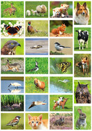 dieren kaarten - set met 26 dierenmotief ansichtkaarten (nr. 42)