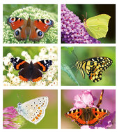 Vlinder ansichtkaarten - set met 6 vlinder kaarten (nr. 47)