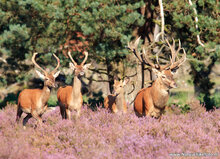 Veluwe ansichtkaarten - set met 12 kaarten (nr. 15)