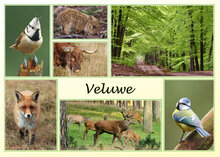 Veluwe ansichtkaarten - set met 12 kaarten (nr. 15)