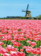 Noord-Holland ansichtkaarten - set met 10 kaarten (nr. 17)