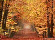 ansichtkaarten herfst - set met 15 herfst kaarten (nr. 20)