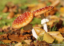 ansichtkaarten herfst - set met 15 herfst kaarten (nr. 20)
