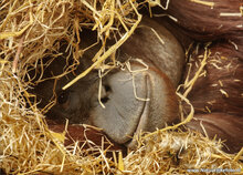 Kaarten set dierentuin dieren  - set met 12 dierenkaarten (nr. 23)