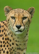 Kaarten set dierentuin dieren  - set met 12 dierenkaarten (nr. 23)