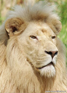 Kaarten set dierentuin dieren  - set met 12 dierenkaarten (nr. 23)