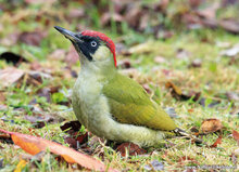 ansichtkaarten vogels - set van 15 vogelkaarten (nr. 24)