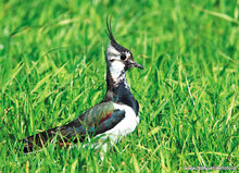 ansichtkaarten vogels - set van 15 vogelkaarten (nr. 24)