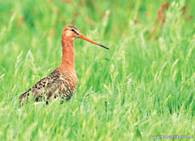 ansichtkaarten vogels - set van 15 vogelkaarten (nr. 24)