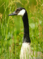 ansichtkaarten vogels - set van 15 vogelkaarten (nr. 24)