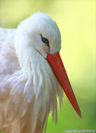 ansichtkaarten vogels - set van 15 vogelkaarten (nr. 24)