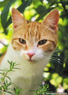 katten ansichtkaarten - set met 7 kattenkaarten (nr. 49)