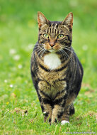 katten ansichtkaarten - set met 7 kattenkaarten (nr. 49)