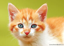 katten ansichtkaarten - set met 7 kattenkaarten (nr. 49)