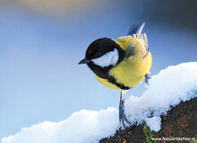 kaarten set winter - set met 21 winterse kaarten (nr. 46)