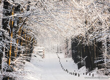 kaarten set winter - set met 21 winterse kaarten (nr. 46)
