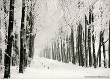 kaarten set winter - set met 21 winterse kaarten (nr. 46)