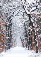 kaarten set winter - set met 21 winterse kaarten (nr. 46)