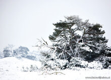 winter ansichtkaarten - set met 15 winterse kaarten (nr. 45)