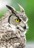 Roofvogel ansichtkaarten - set met 11 roofvogel kaarten (nr. 43)