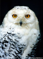 Roofvogel ansichtkaarten - set met 11 roofvogel kaarten (nr. 43)