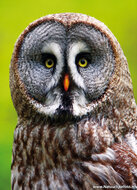 Roofvogel ansichtkaarten - set met 11 roofvogel kaarten (nr. 43)