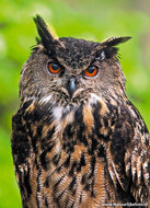 Roofvogel ansichtkaarten - set met 11 roofvogel kaarten (nr. 43)
