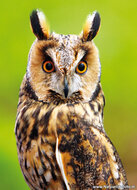 Roofvogel ansichtkaarten - set met 11 roofvogel kaarten (nr. 43)